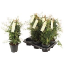 Jasminum poly. Säule