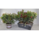Nerium oleander