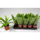 Asplenium antiquum