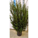 Taxus media 'Groenland'