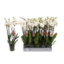 Phalaenopsis 4 Rispen weiß