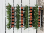 Pennisetum alopec. "Hameln"