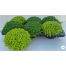 Soleirolia soleirolii gemischt