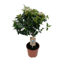 Viburnum tinus Stämmchen