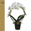 Phalaenopsis Bogen weiß