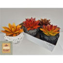 Echeveria gefärbt im Korbtopf