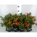 Solanum pseudocapsicum