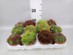 Sempervivum Mix