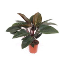 Philodendron "Congo Red"