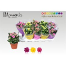 Kalanchoe  gefüllt Mix