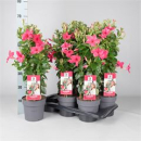 Mandevilla Pyramide pink