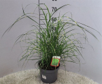 Miscanthus sin. "Strictus"