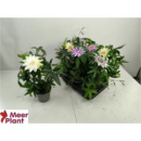 Passiflora caerul. Bogen Mix