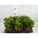 Crassula ovata