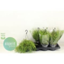 Rhipsalis clavata Ampel