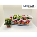 Kalanchoe blos. Mix