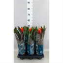 Guzmania "Tala"