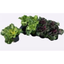 Brassica oler. mix kraus