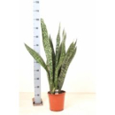 Sansevieria trifa.