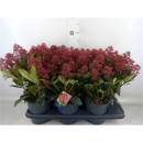 Skimmia jap. "Rubella"