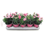 Dianthus caryo. rosa