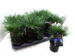 Sciadopitys vertcillata