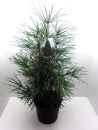 Sciadopitys vertcillata