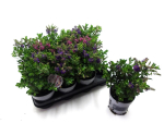 Hebe "All Blooms" gemischt