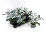 Mini Senecio ciner.