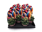 Mini Echinocactus grusoni
