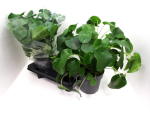 Pilea peperomiodes
