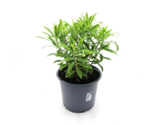Euphorbia "Rainbow"