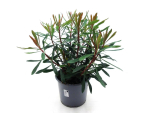Euphorbia "Purpur" dunkel