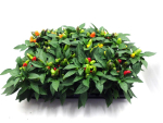 Capsicum ann. Mix "Karneval"