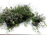 Hebe + Mühlenbeckia