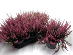 Calluna vulga. rot