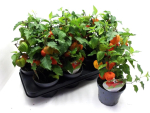 Physalis alkekengi