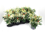 Capsicum annuum "Uchu" gelb/weiß