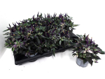 Capsicum annuum "Uchu" lila