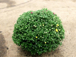 Chrysanthemum ind. Kübel Trio