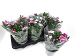 Chrysanthemum Trio rosa