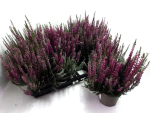 Calluna vulgaris  Twin 'Fluffy/Lila'