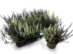 Calluna vulgaris  Twin 'Schwarz/Weiß'