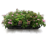 Spirea rosa