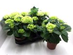 Hydrangea mac. weiß