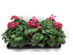 Saxifraga cortusifolia rot