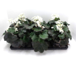 Saxifraga cortusifolia weiß
