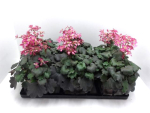 Saxifraga cortusifolia rosa
