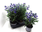 Caryopteris