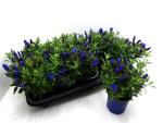 Gentiana scabra blau